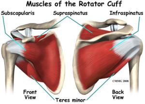 supraspinatus
